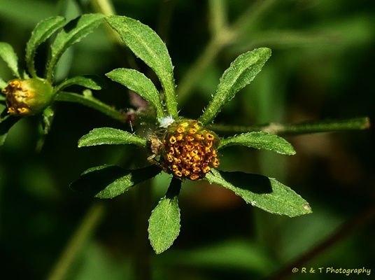 {Bidens frondosa}